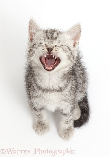 Silver tabby kitten, 6 weeks old, looking up and yawning, white background