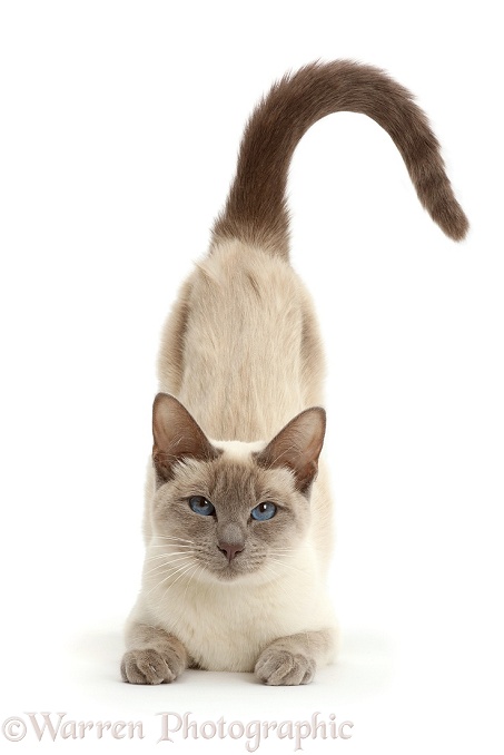 Blue-point Birman-cross cat, arching back to be stroked, white background