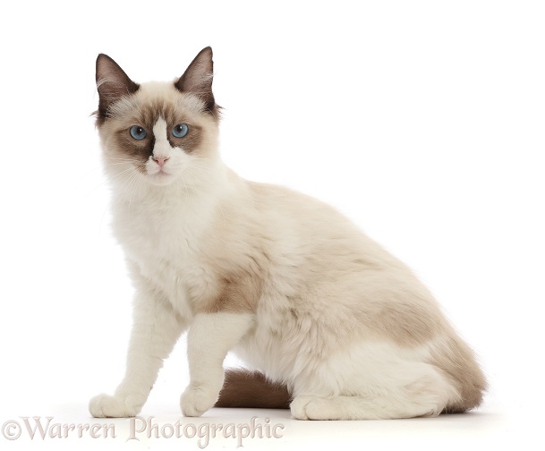 Ragdoll kitten, 4 months old, white background