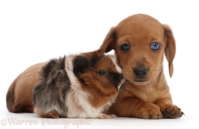 Red Dachshund puppy and Guinea pig, white background