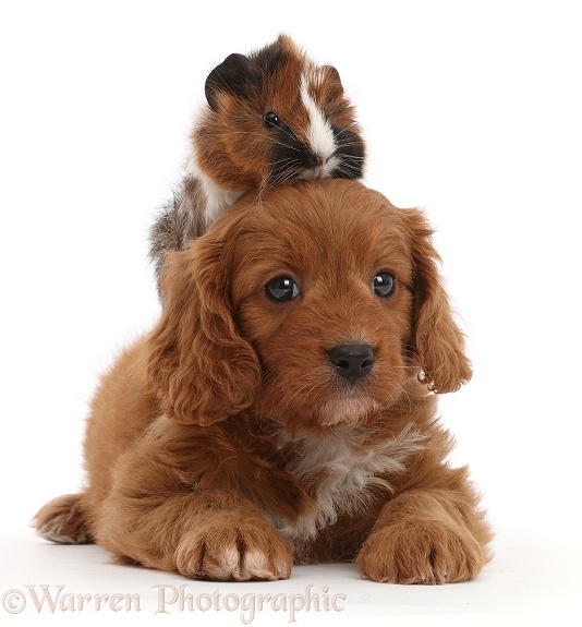 Cavapoo puppy and matching Guinea pig, white background