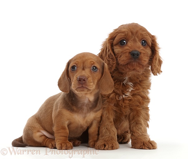 Red Dachshund puppy and Cavapoo puppy, white background