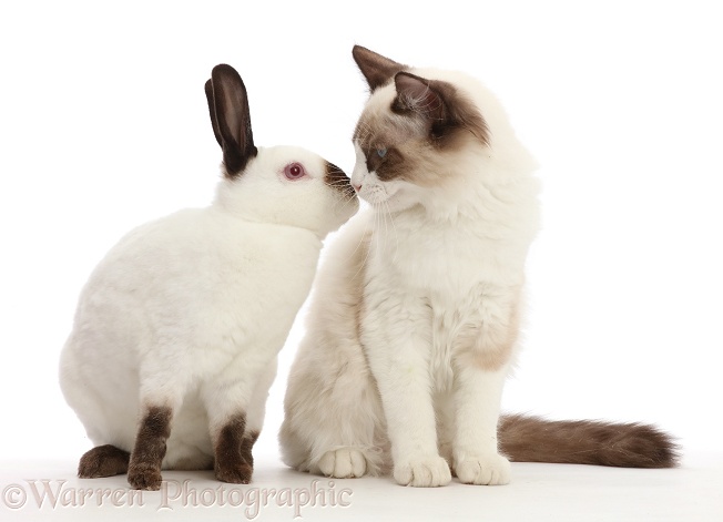 Ragdoll kitten and Sable point rabbit, white background