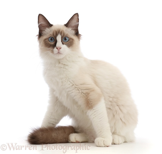 Ragdoll kitten, 4 months old, white background