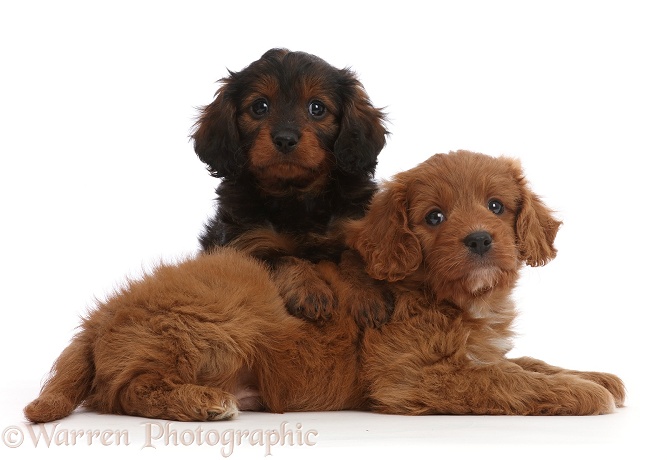 Cavapoo puppies, 7 weeks old, white background