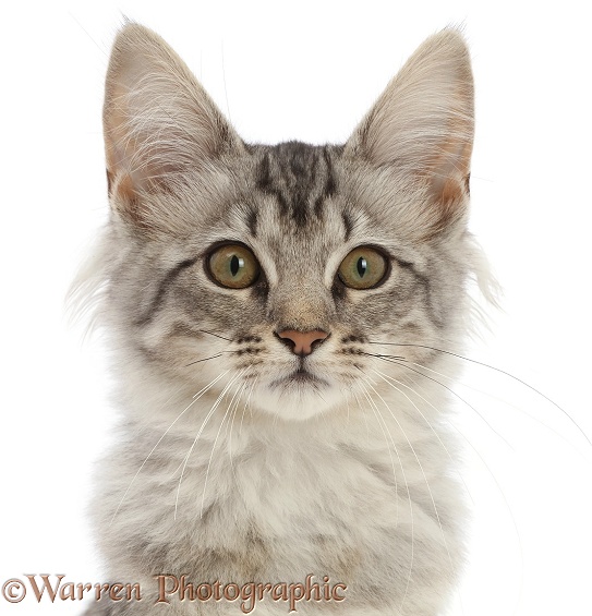 Mackerel Silver Tabby cat, white background