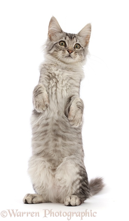 Mackerel Silver Tabby cat, sitting up and begging, white background