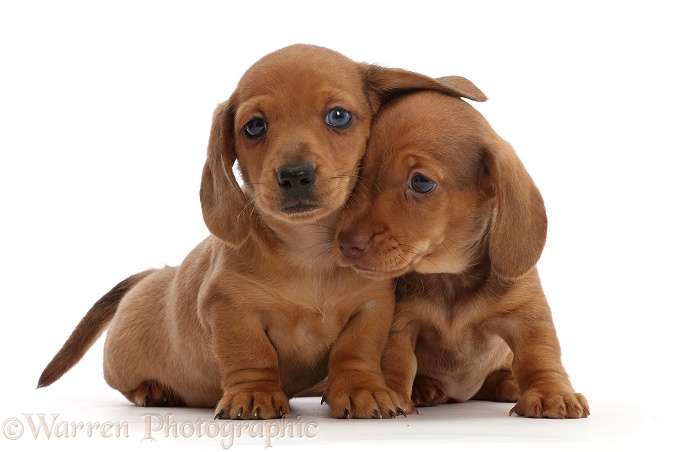 Two red Dachshund puppies, white background