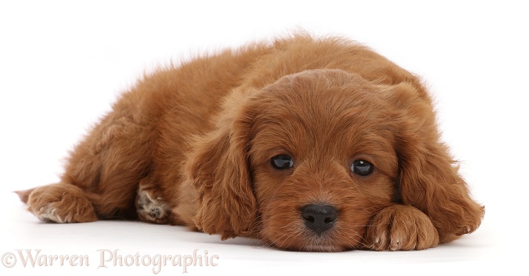 Cavapoo puppy, 7 weeks old, lying with chin on floor, white background