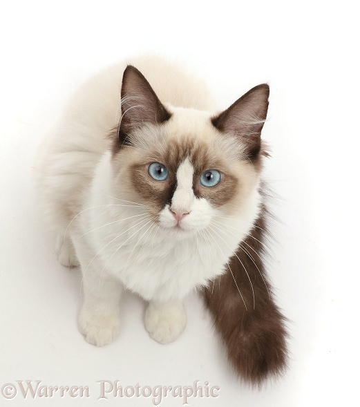 Ragdoll kitten, 4 months old, sitting and looking up, white background