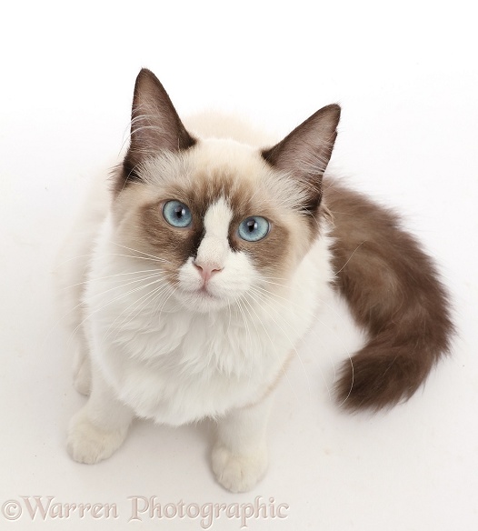 Ragdoll kitten, 4 months old, sitting and looking up photo WP45019