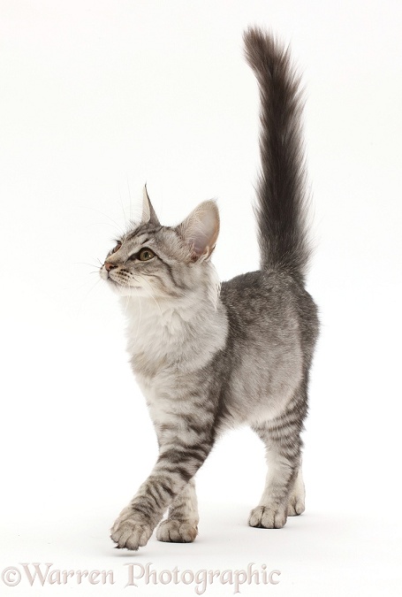 Mackerel Silver Tabby cat, walking with tail up, white background