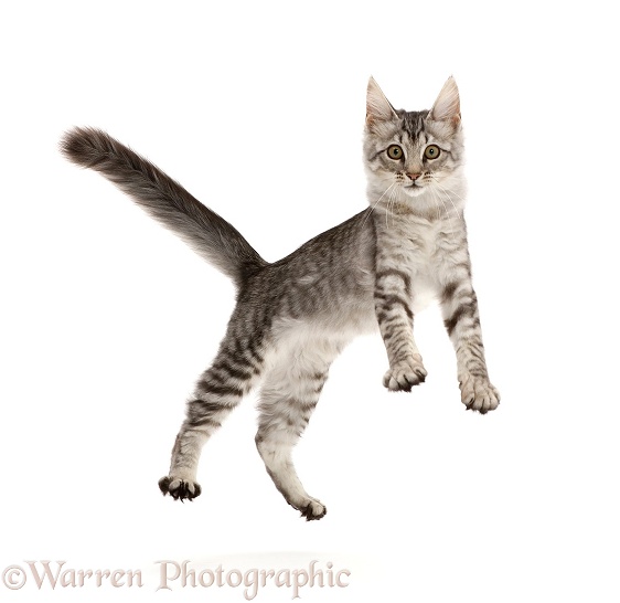 Mackerel Silver Tabby cat, playfully jumping, white background