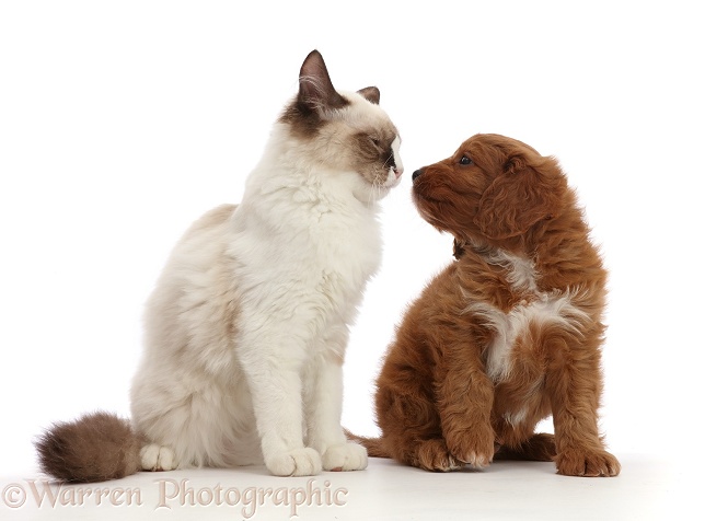 Ragdoll kitten, with Cavapoo puppy, white background