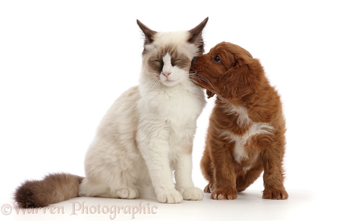 Ragdoll kitten, with Cavapoo puppy, white background