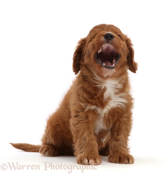 Cavapoo puppy, 7 weeks old, sitting and yawning, white background