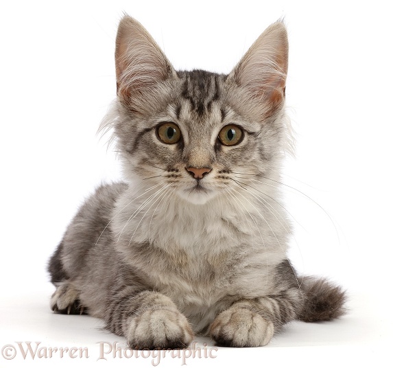 Mackerel Silver Tabby cat, lying with head up, white background