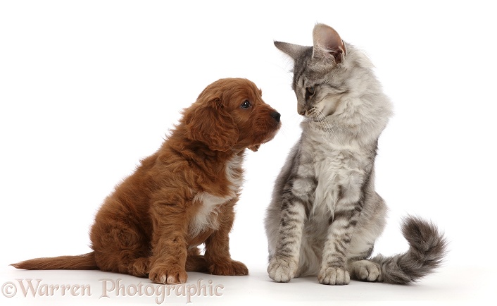 Cavapoo puppy and Mackerel silver tabby kitten, 5 months old, white background