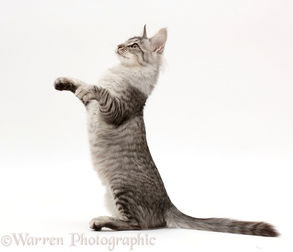 Mackerel Silver Tabby cat, sitting up, white background