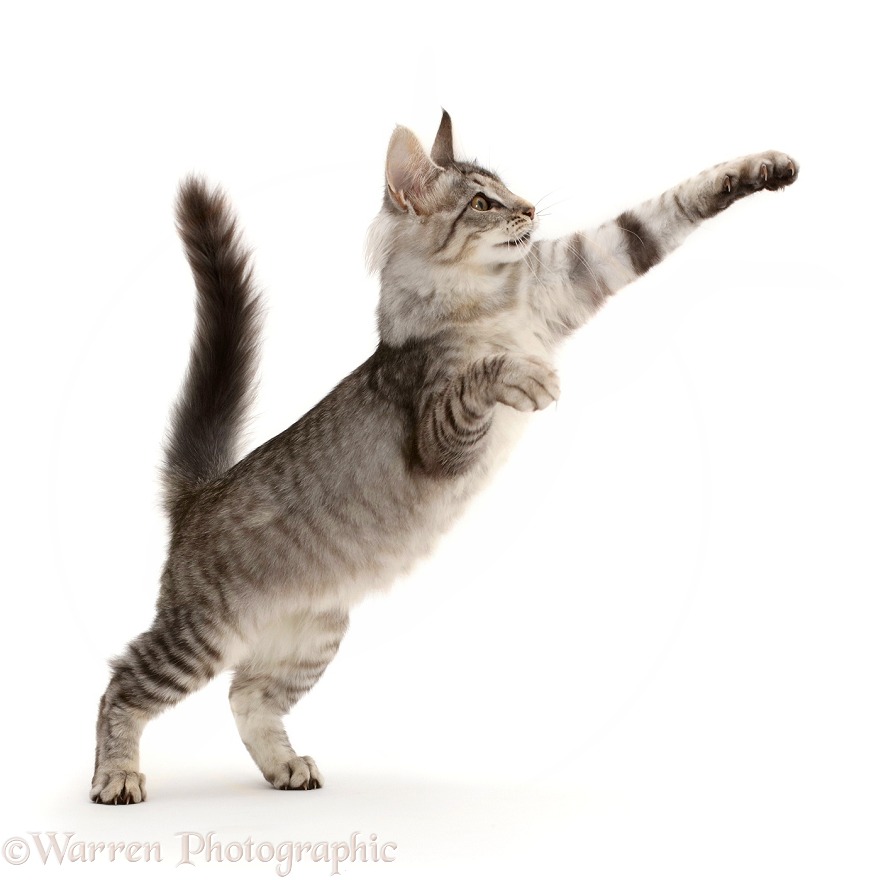 Mackerel Silver Tabby cat, playfully jumping up, white background