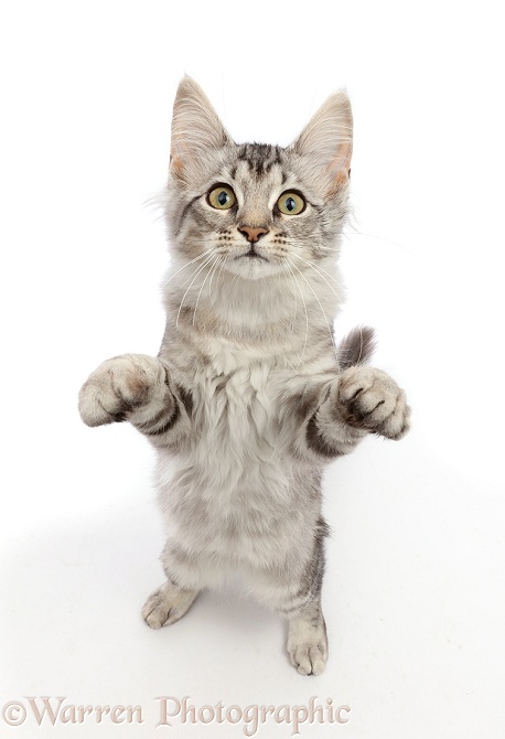 Mackerel Silver Tabby cat, standing up with raised paws, white background
