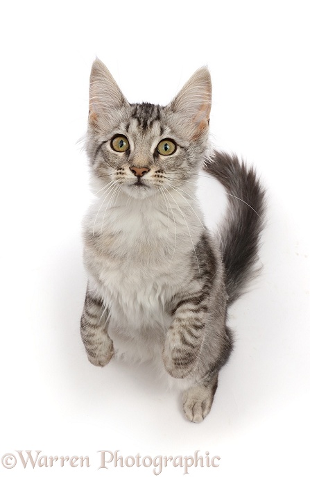 Mackerel Silver Tabby cat, standing up and looking up, white background