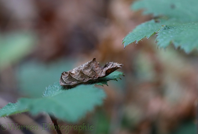 Peach Blossom Moth (Thyatira batis) caterpillar camouflaged,disguised