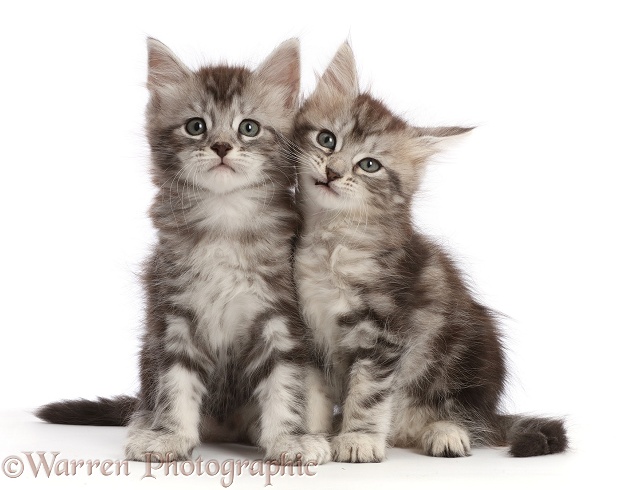 Silver tabby kittens, Freya and Blaze, 6 weeks old, white background