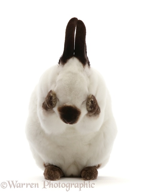 Sable-point rabbit, hanging head in shame, white background