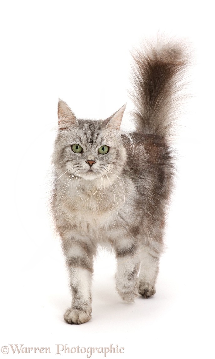 Silver tabby cat, Shimmer, walking, white background