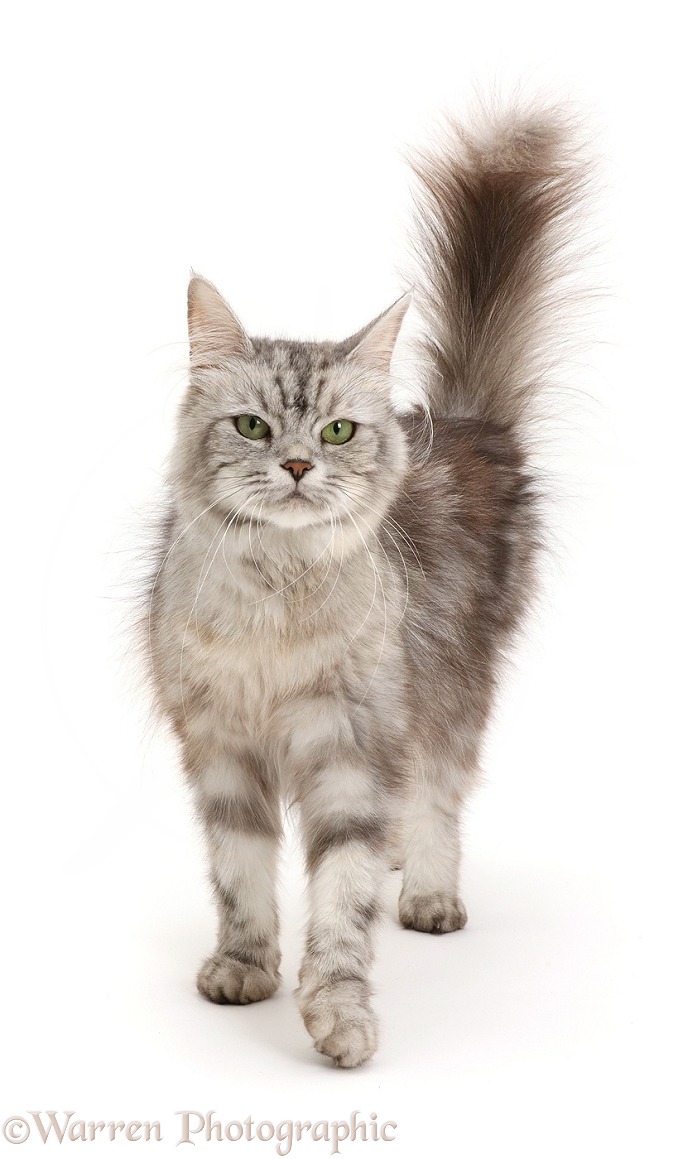 Silver tabby cat, Shimmer, walking, white background