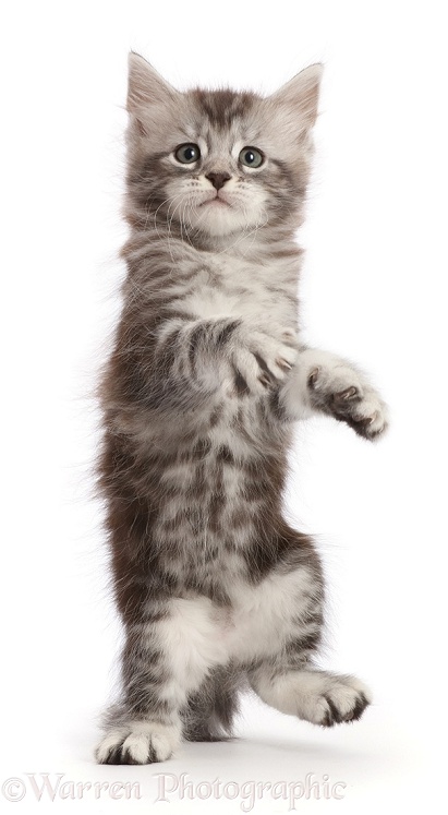 Silver tabby kitten, Blaze, 6 weeks old, standing up as if walking on hind legs, white background
