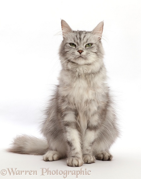 Silver tabby cat, Shimmer, sitting, white background