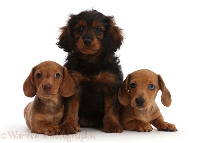 Red Dachshund puppies and Cavapoo puppy, white background