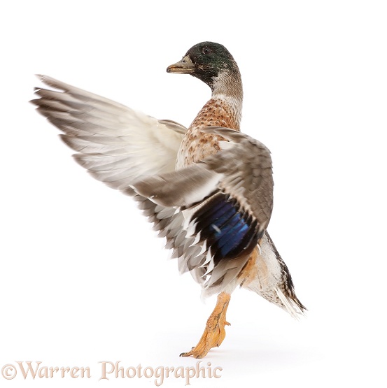 Call Duck drake, wing-whirring, white background