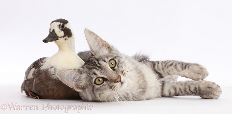 Mackerel Silver Tabby cat and Call Duck, white background