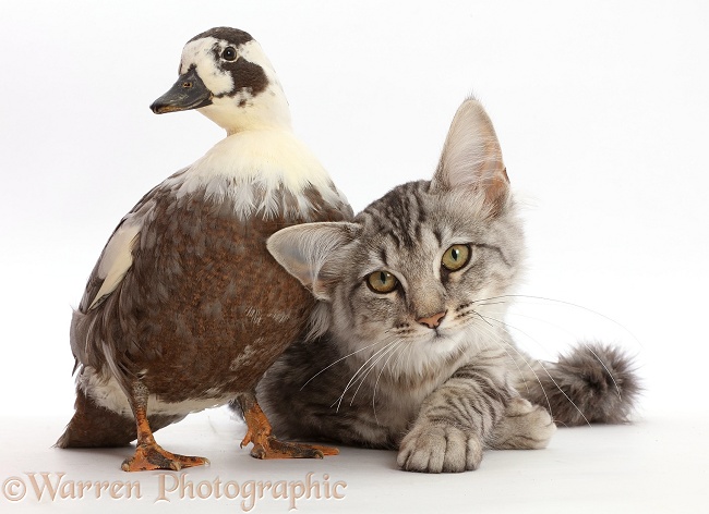 Mackerel Silver Tabby cat and Call Duck, white background