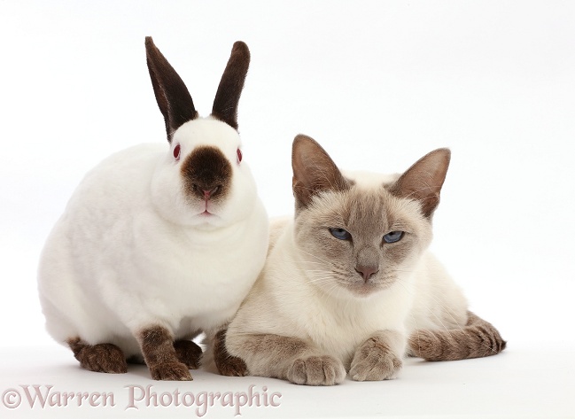 Blue-point Birman-cross cat and Sable point rabbit, white background