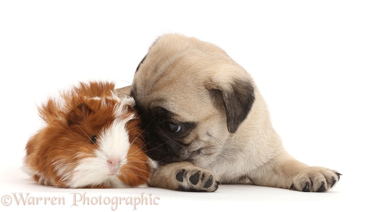 Pug pup and Guinea pig, white background