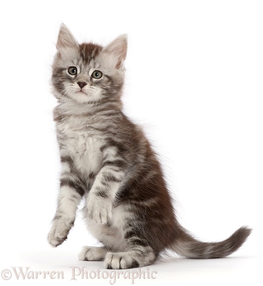 Silver tabby kitten, Blaze, 7 weeks old, with raised paws, white background