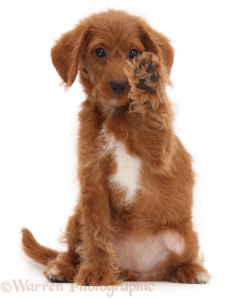 Goldendoodle puppy with raised paw, white background