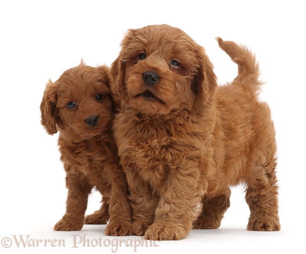 Two red Cavapoo puppies, white background