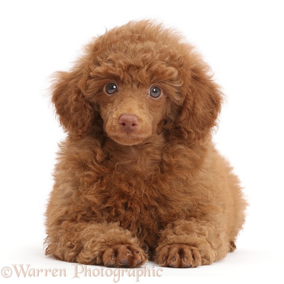 Red Poodle puppy, white background