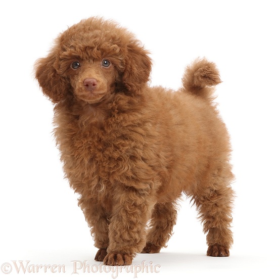 Red Poodle puppy, standing, white background