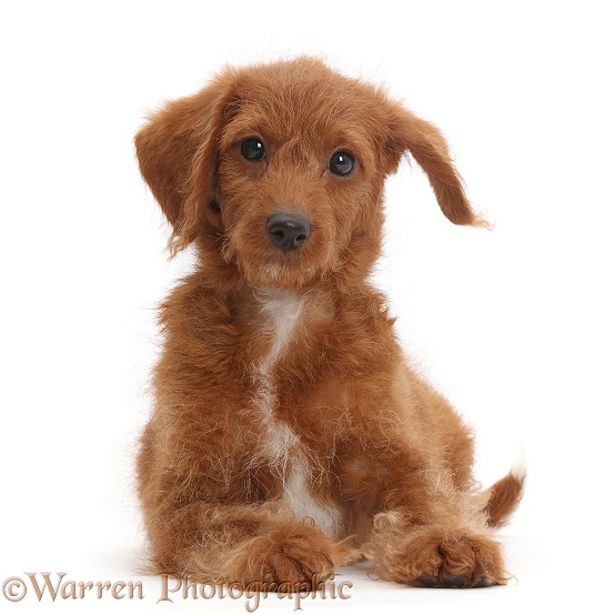 Goldendoodle puppy, white background
