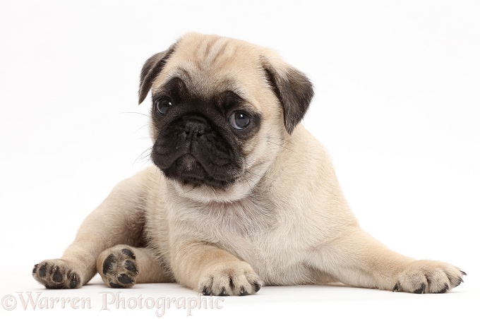 Pug puppy, lying with head up, white background