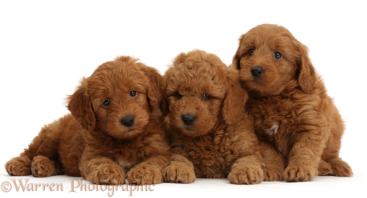 Three cute red F1b Goldendoodle puppies, white background