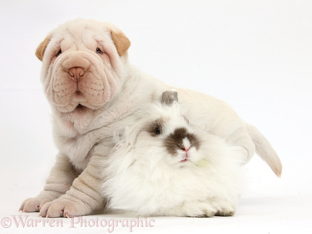 Shar Pei pup and fluffy rabbit, white background