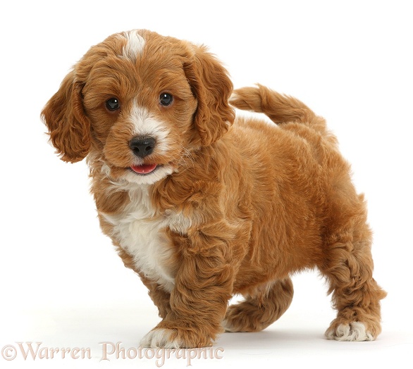 Cute Cockapoo puppy, standing, white background