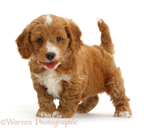Cute playful Cockapoo puppy, white background